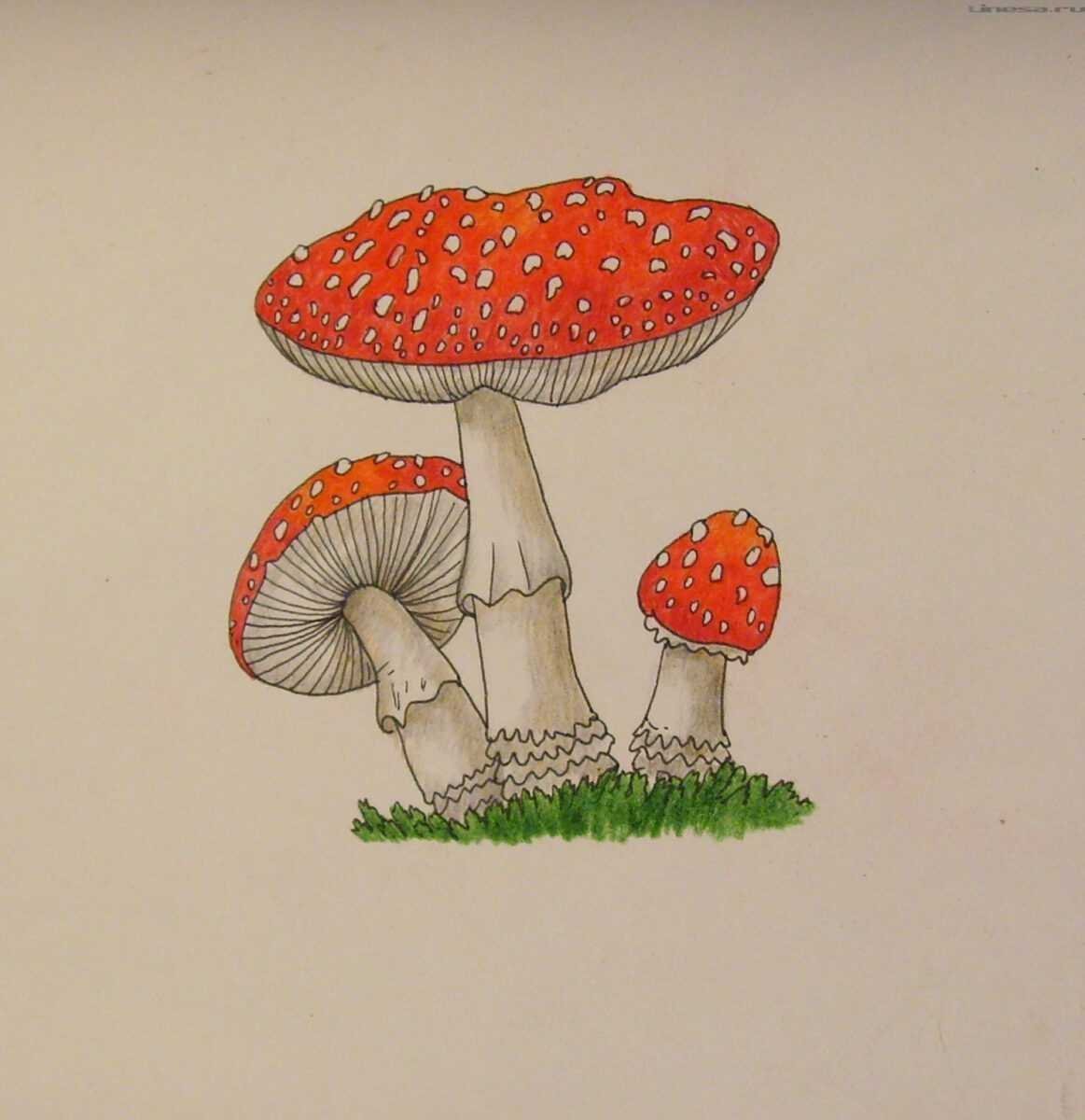 Мухомор для срисовки