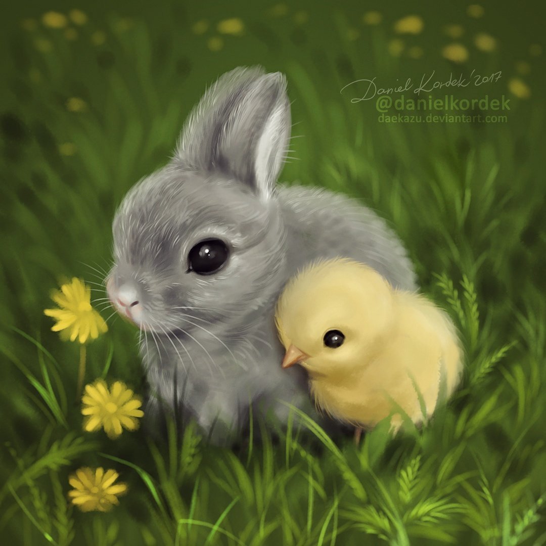 Mini lop кролик