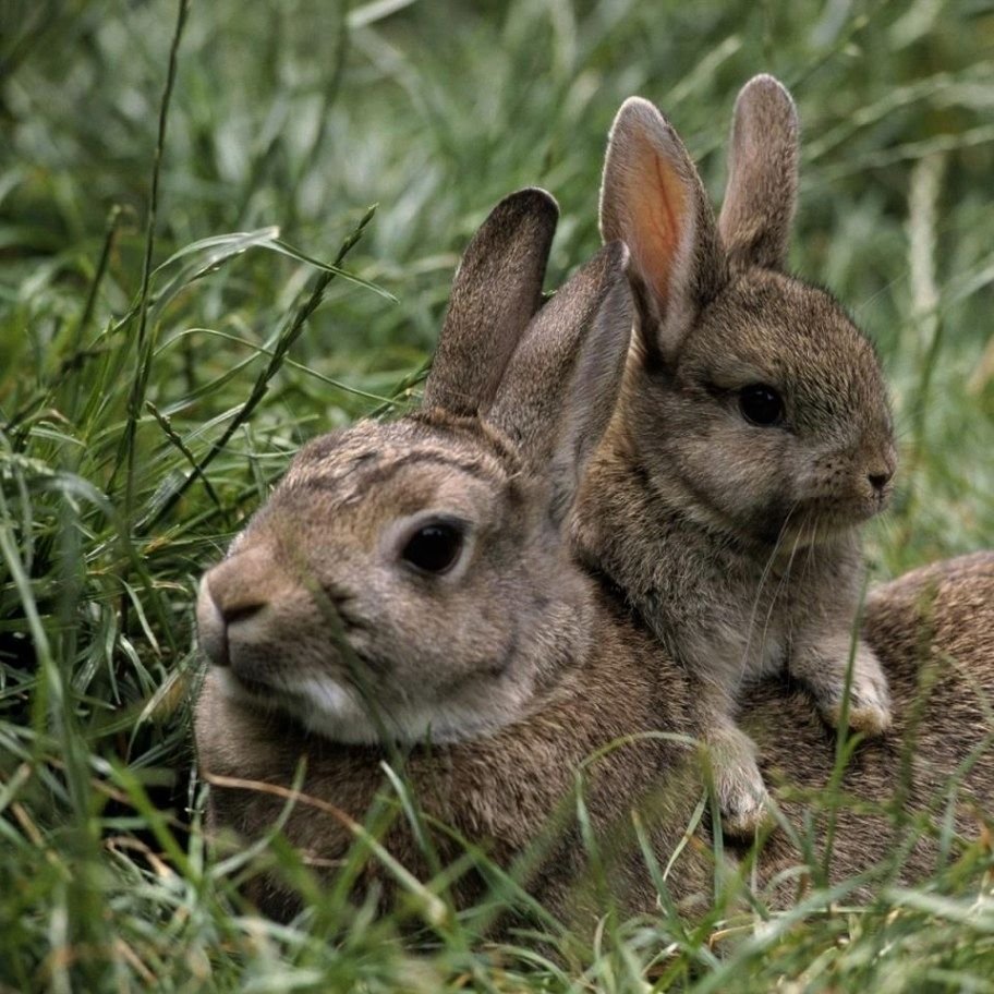 Спокойной ночи стикерыры