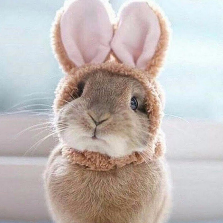 Маленький вислоухий кролик