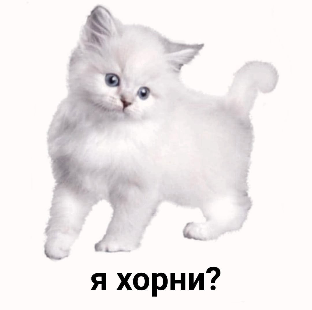 Белый котенок на белом фоне