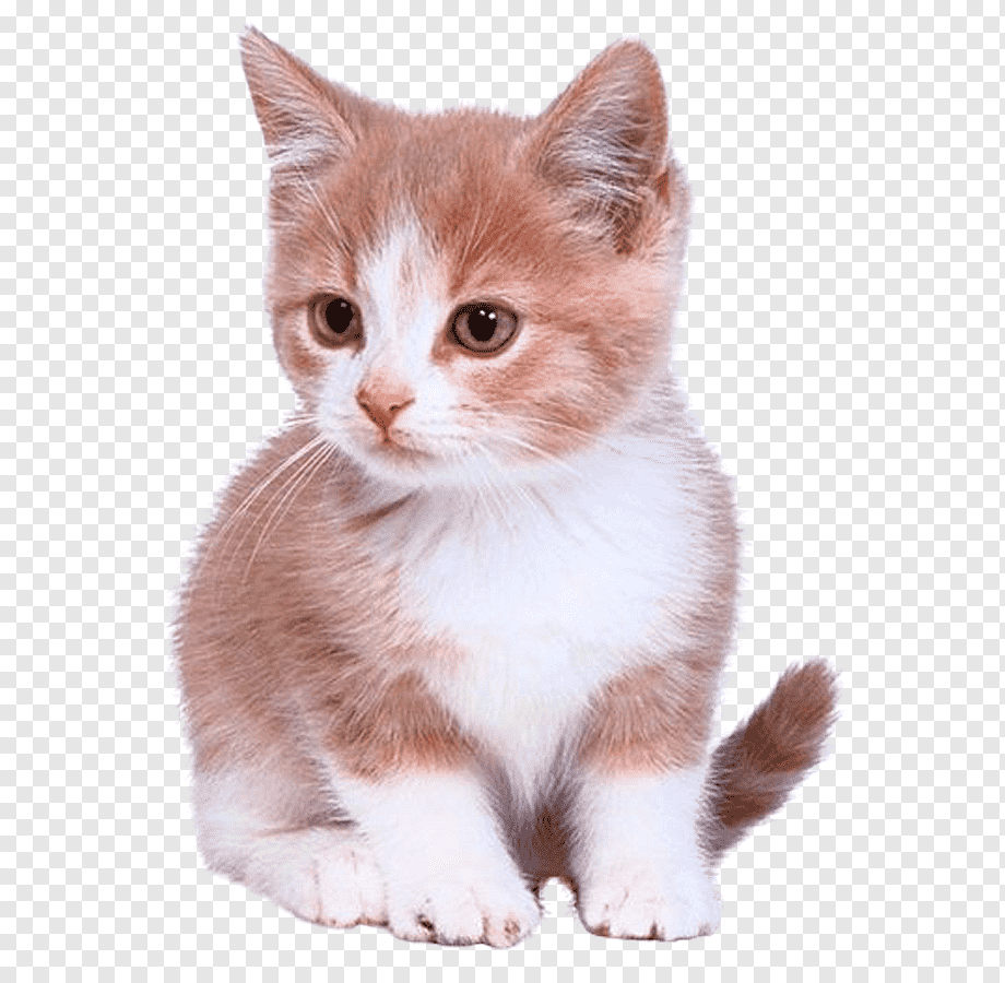 Котенок на прозрачном фоне