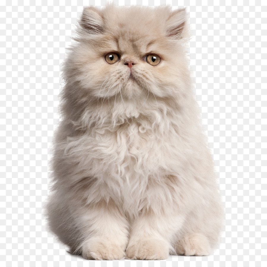 Белый персидский кот