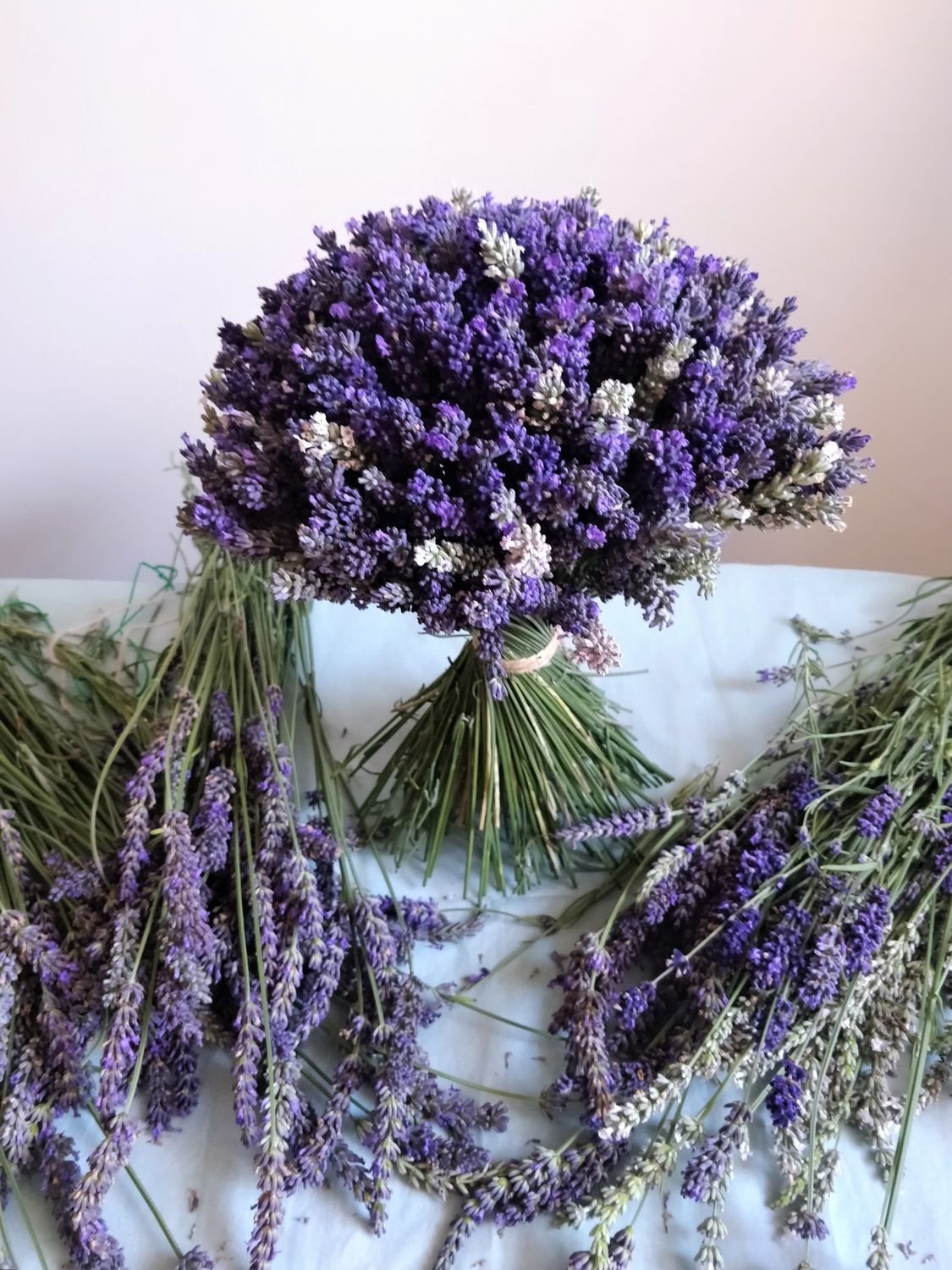 Энигма Лаванда