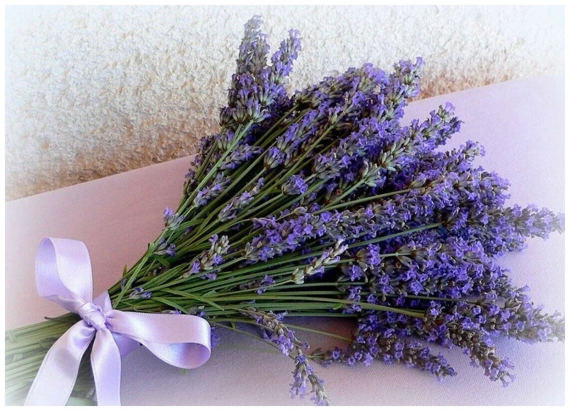 Лаванда кустовая
