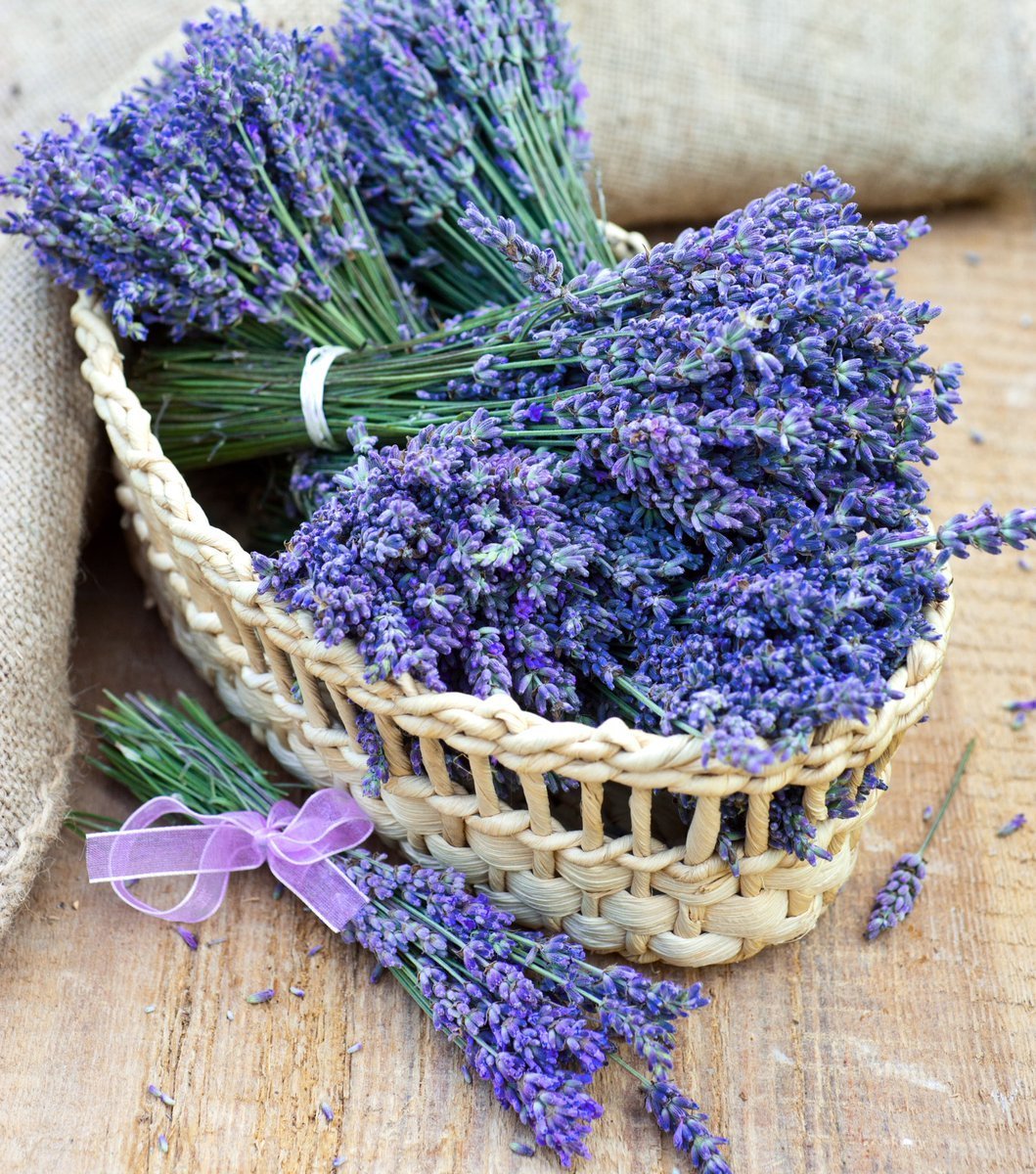 Вербена сухоцвет