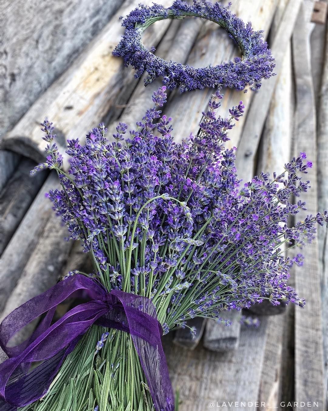 Лаванда цветок