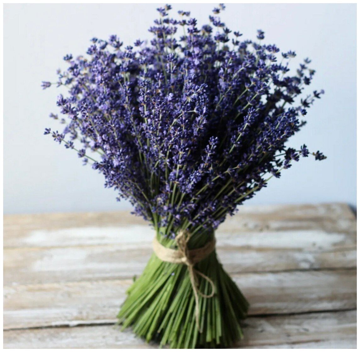 Монобукет из лаванды