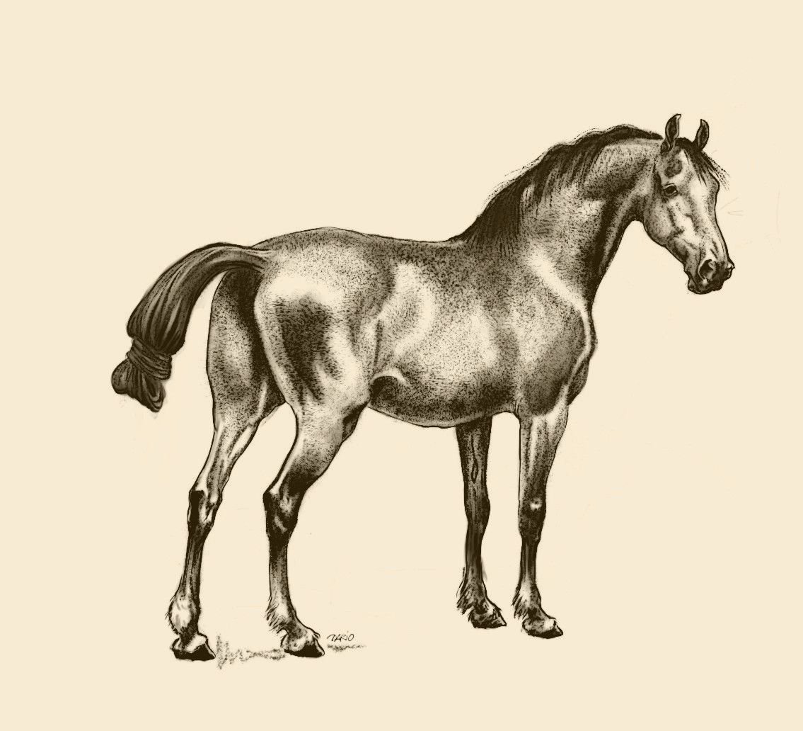 Конский карандаш