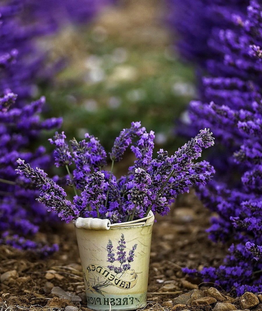 Лаванда цветок