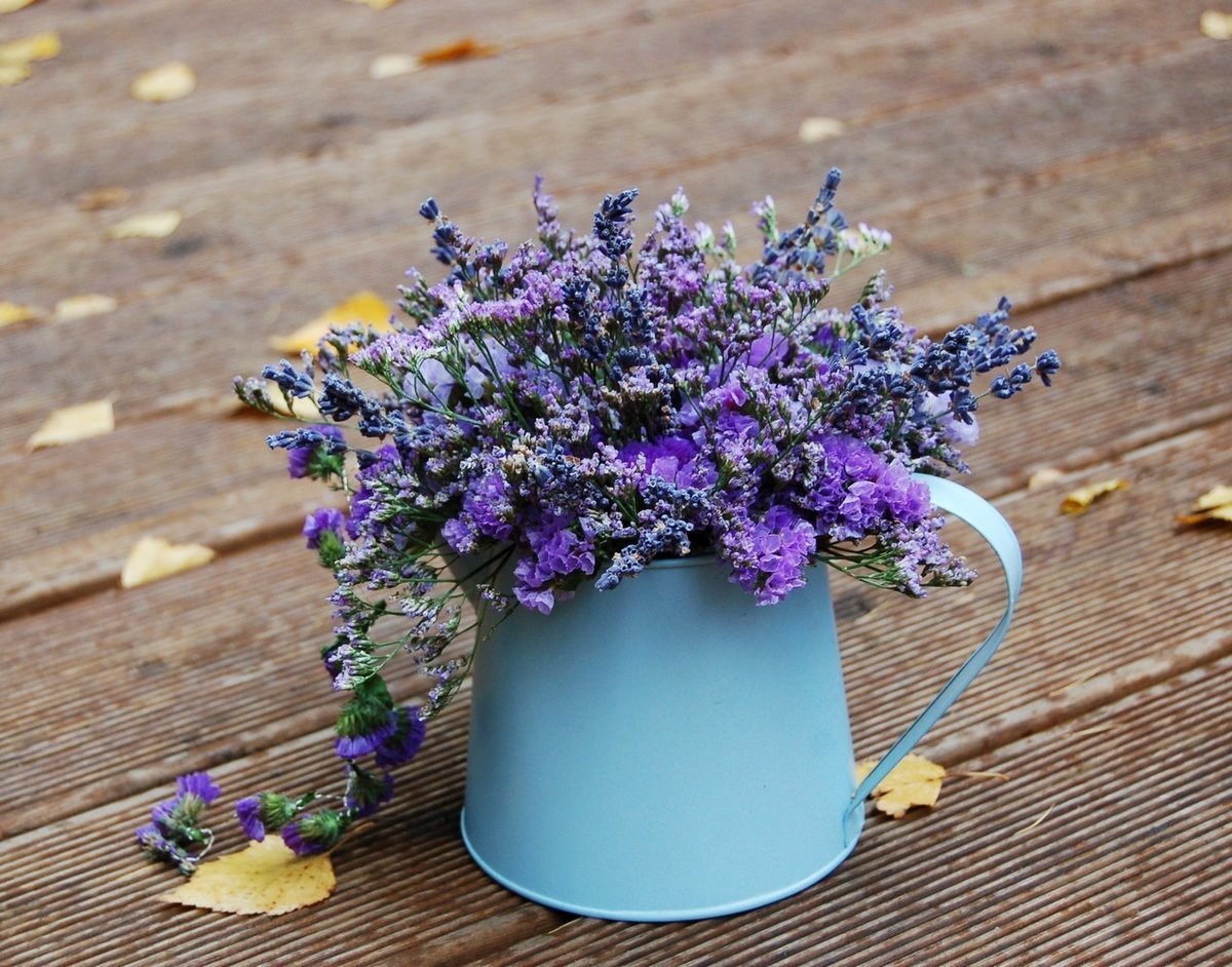 Вербена сухоцвет