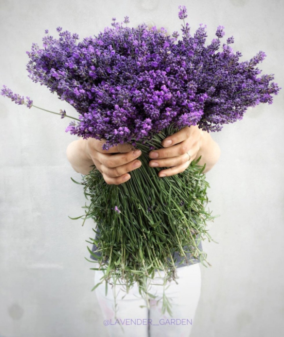 Лаванда в руках