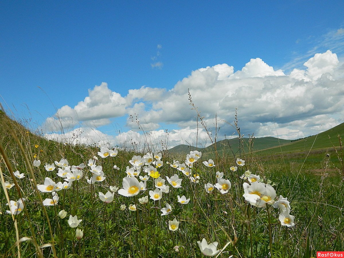Природа Забайкальского края лето