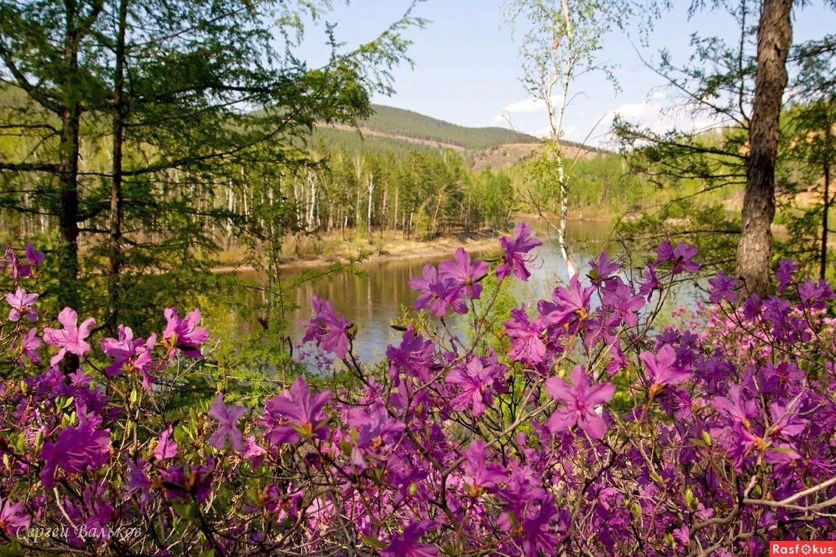 Багульник Забайкальский