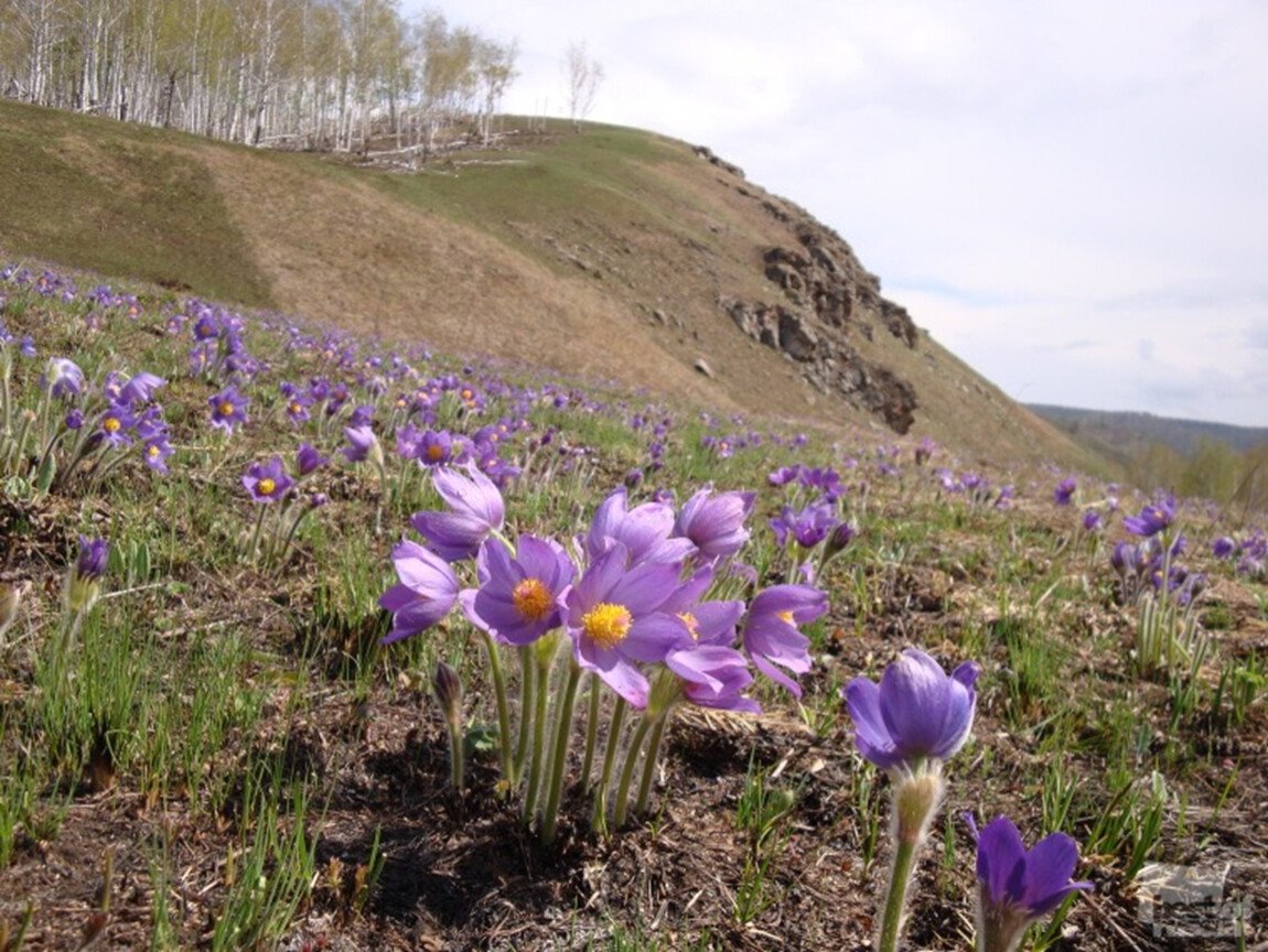 Родное Забайкалье