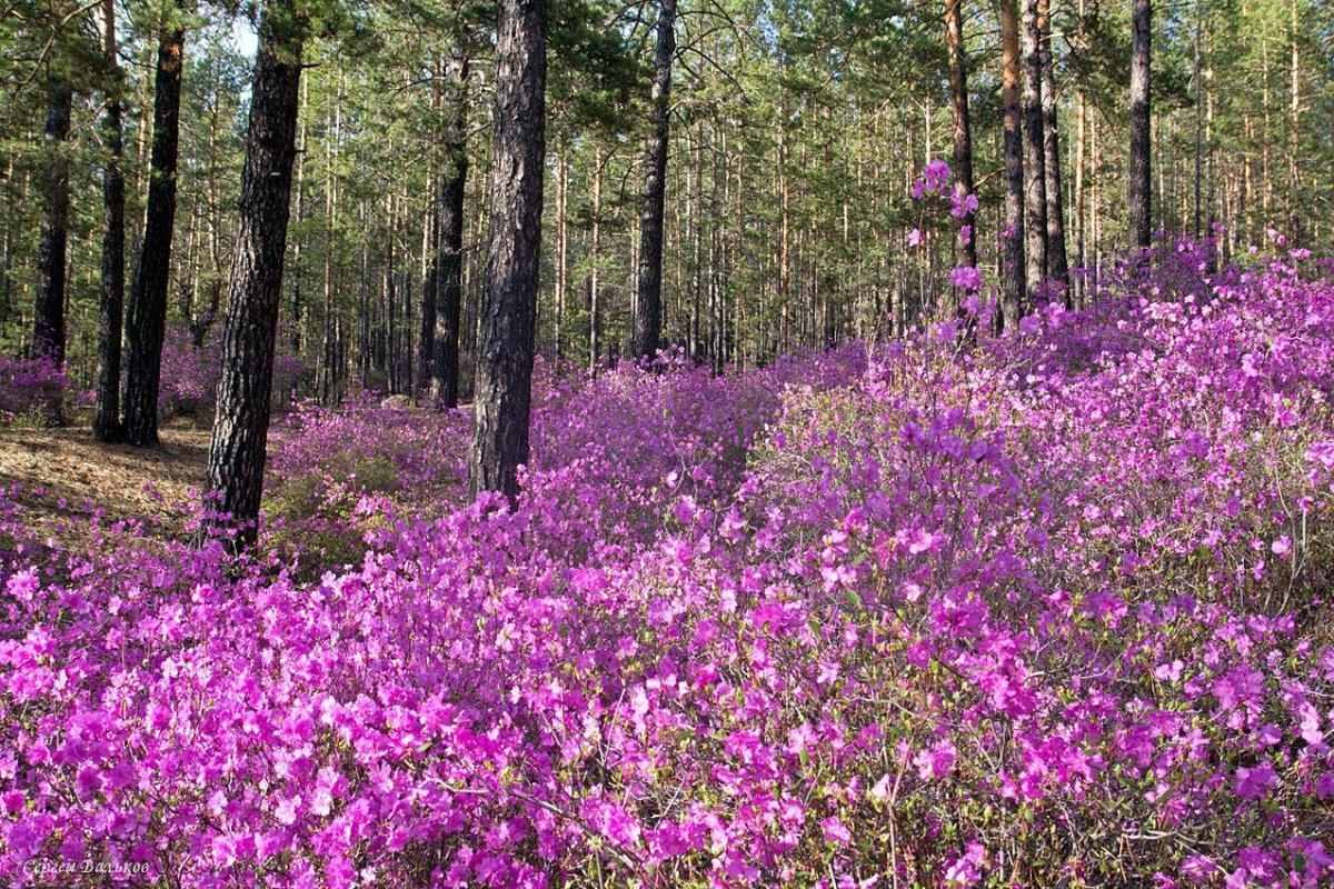Забайкальский багульник (рододендрон Даурский)