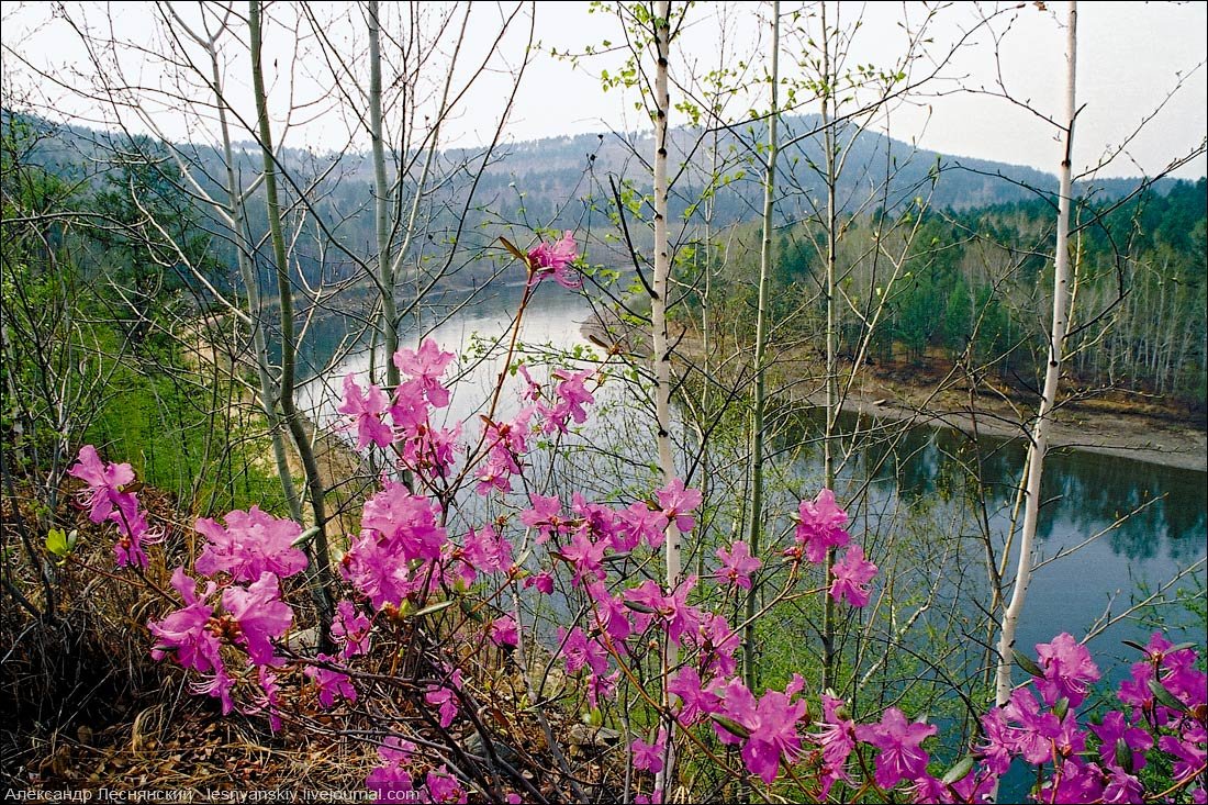 Забайкальский край багульник