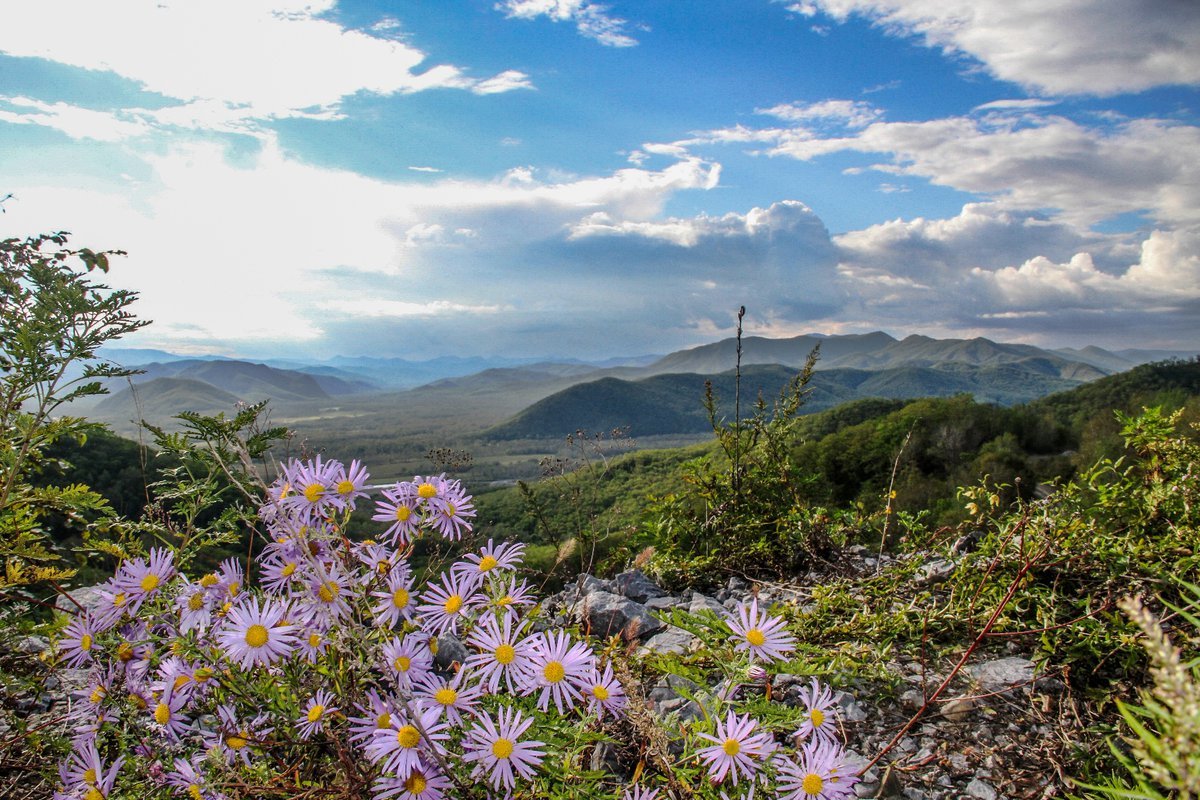 Субтропическая Флора дальнего Востока