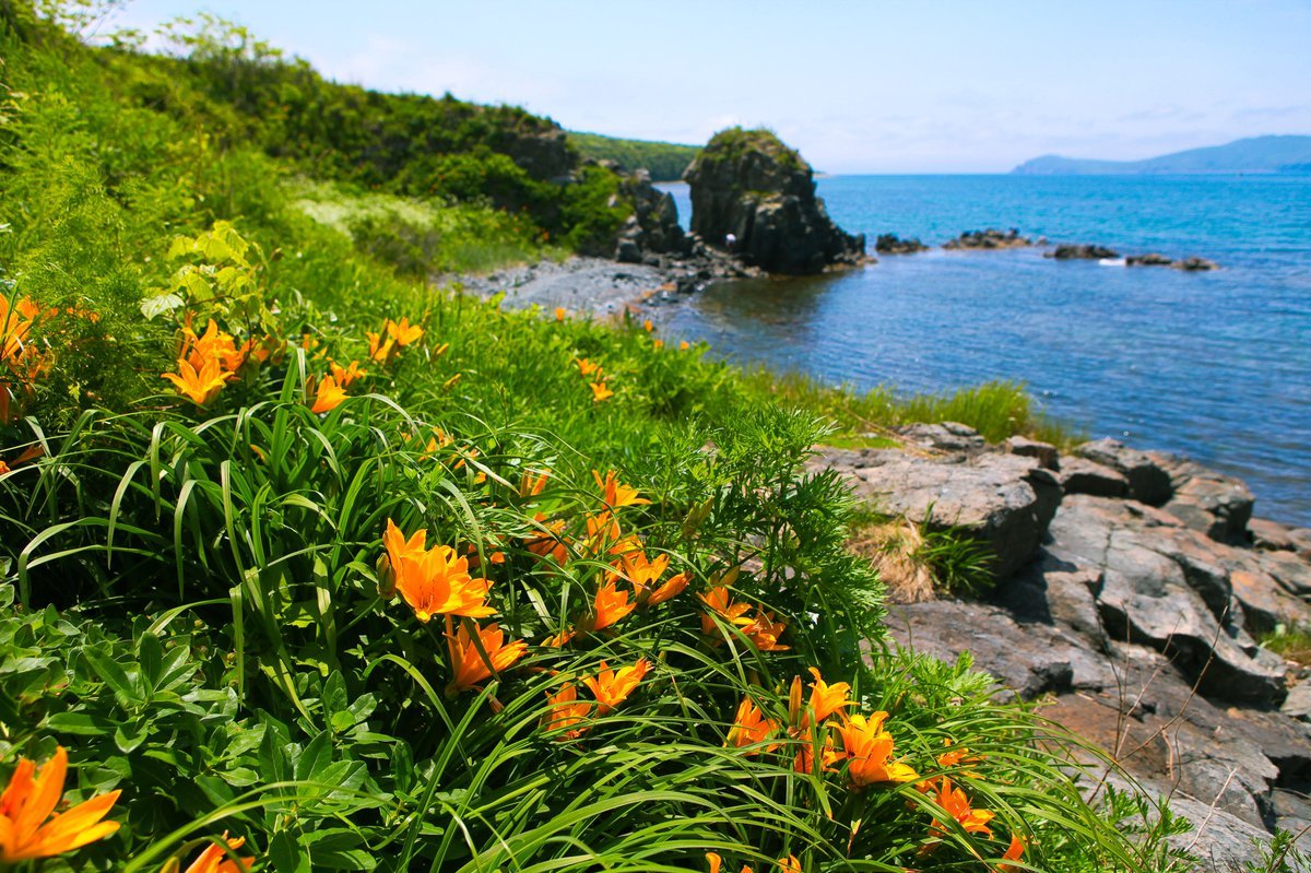 Растения острова Рейнеке