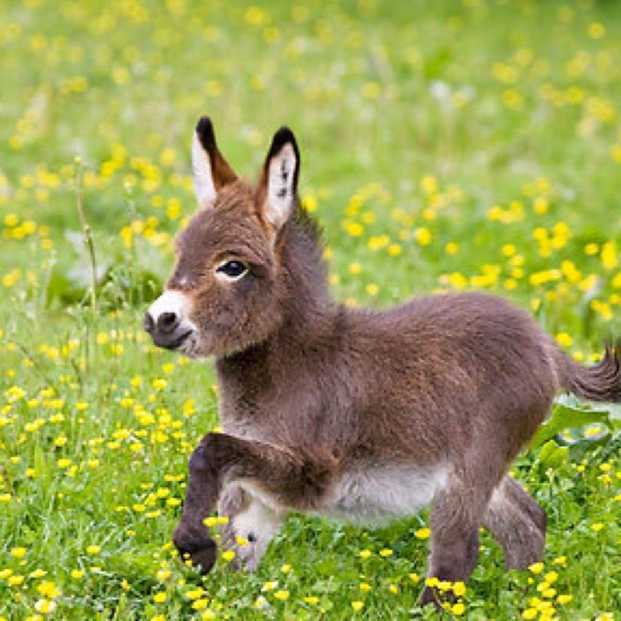 Красивый ослик