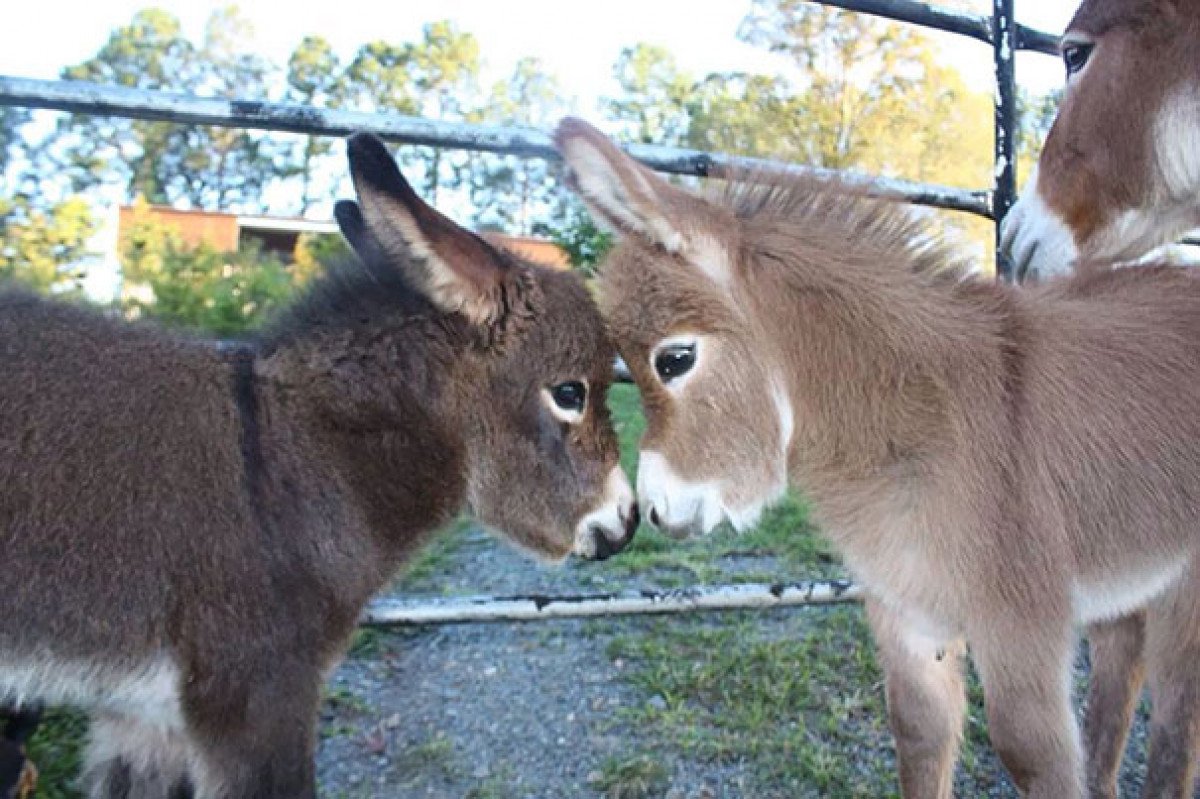 Миниатюрная Средиземноморская порода ослов.