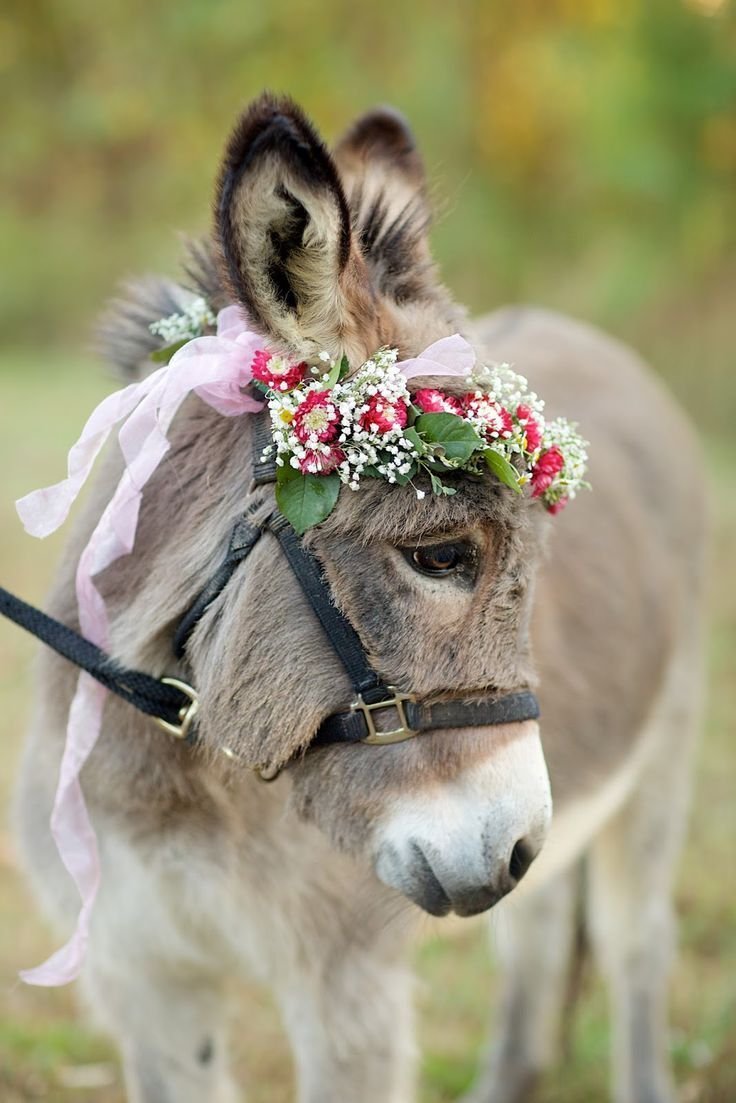 Красивый ослик