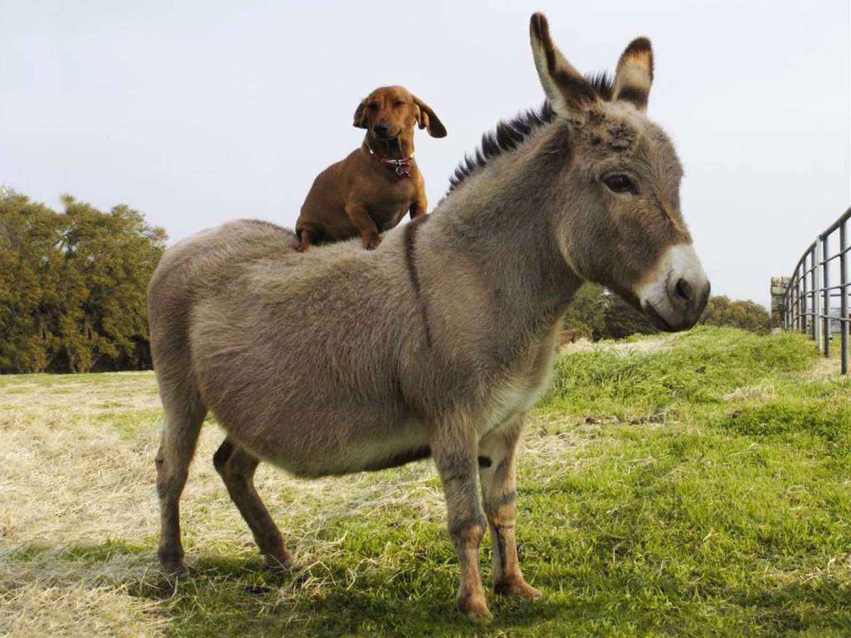 Осел ослица Осленок