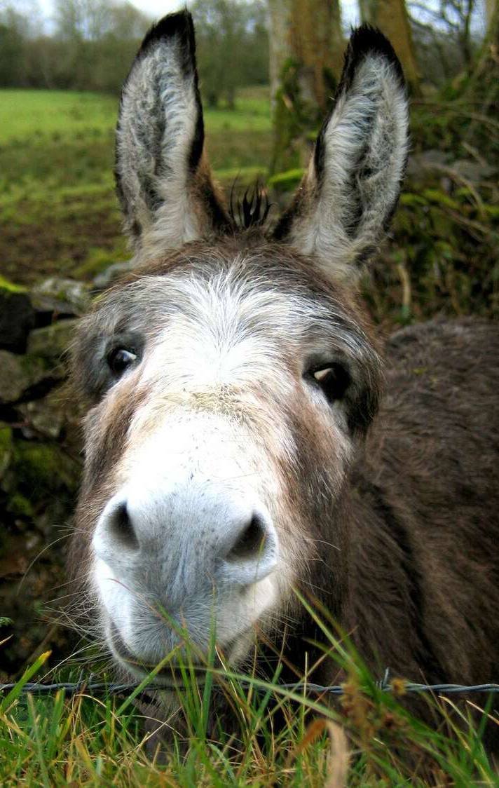 Ослёнок ослица и осёл