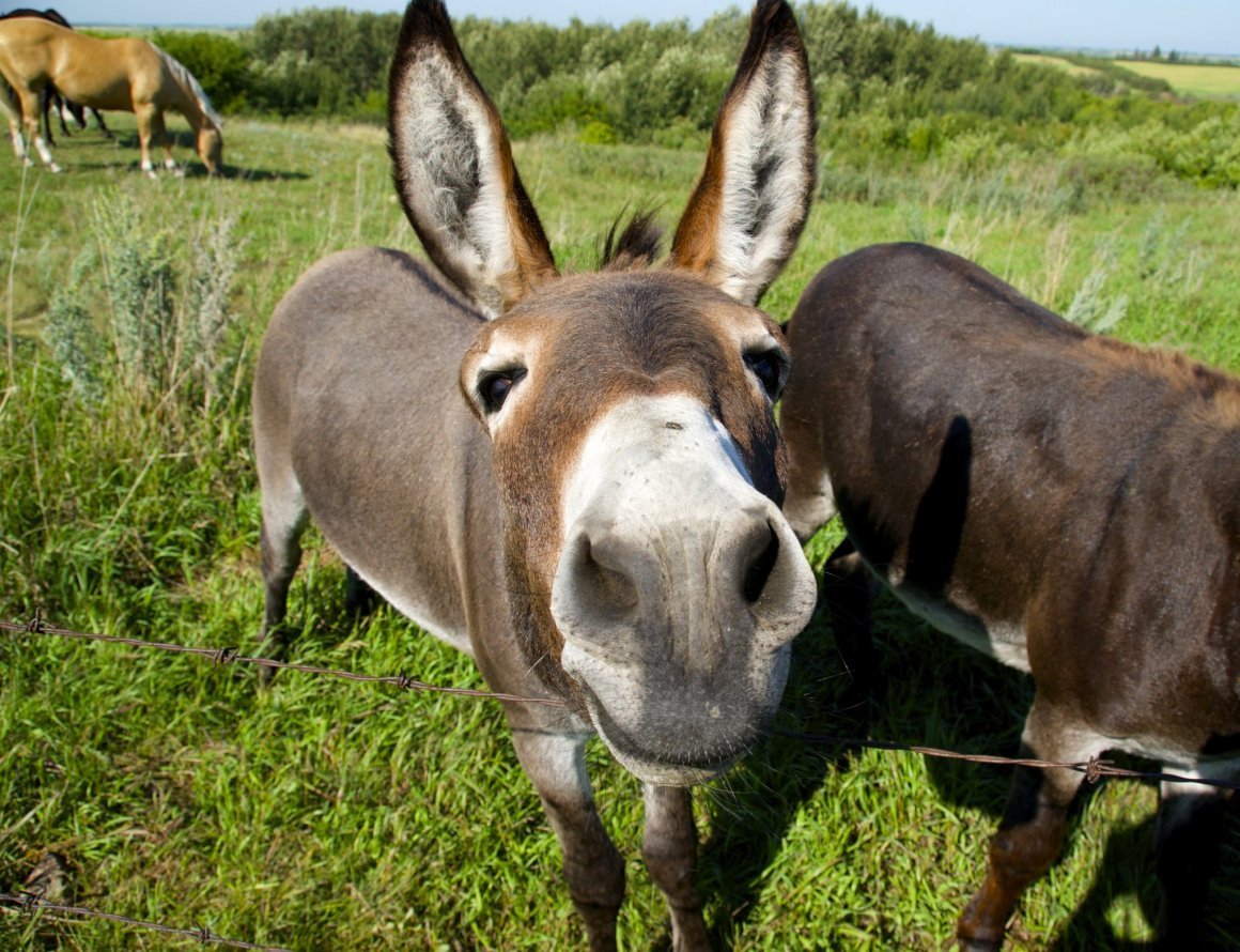 Ишак карабахский