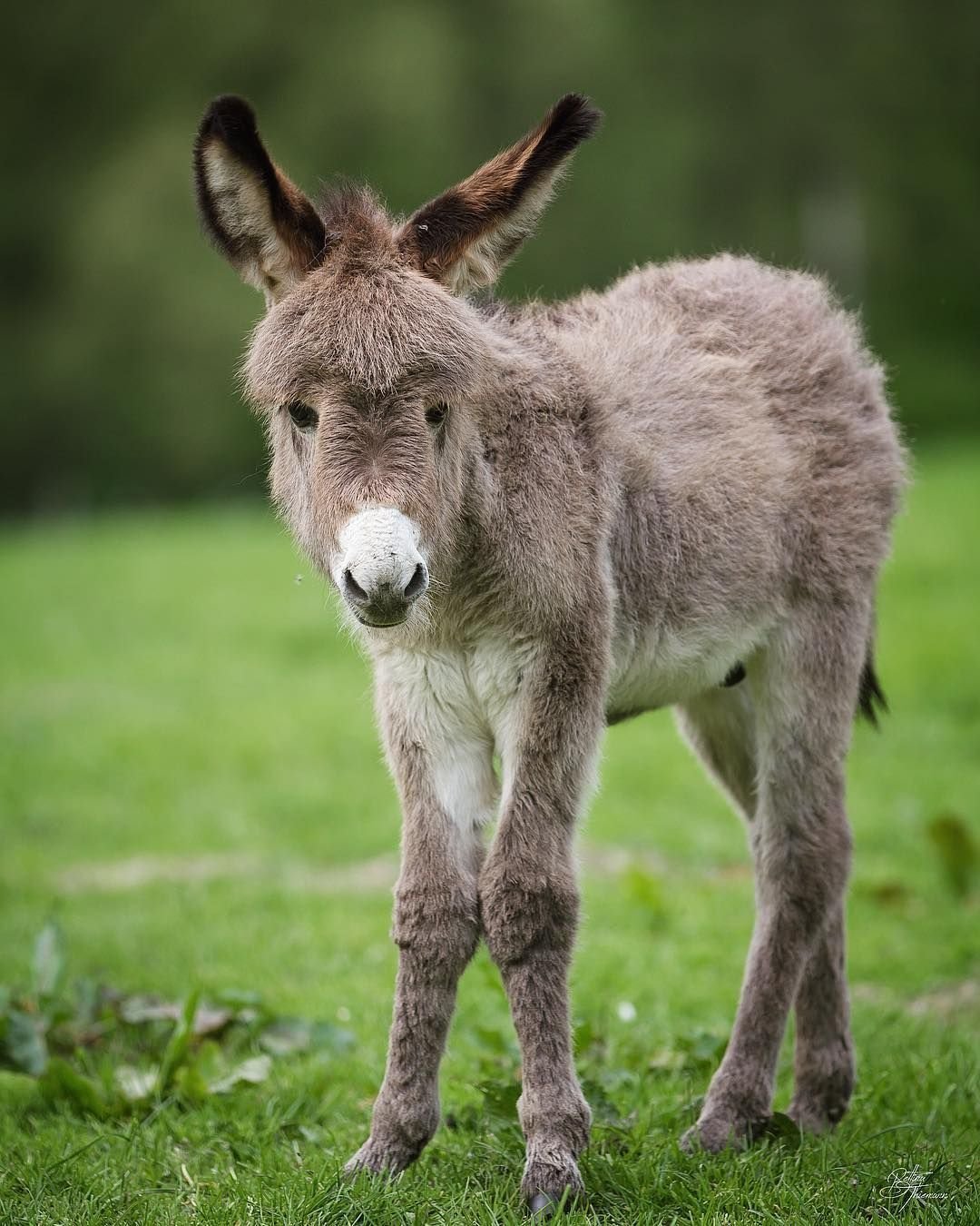 Ишак, ишак, ишак.