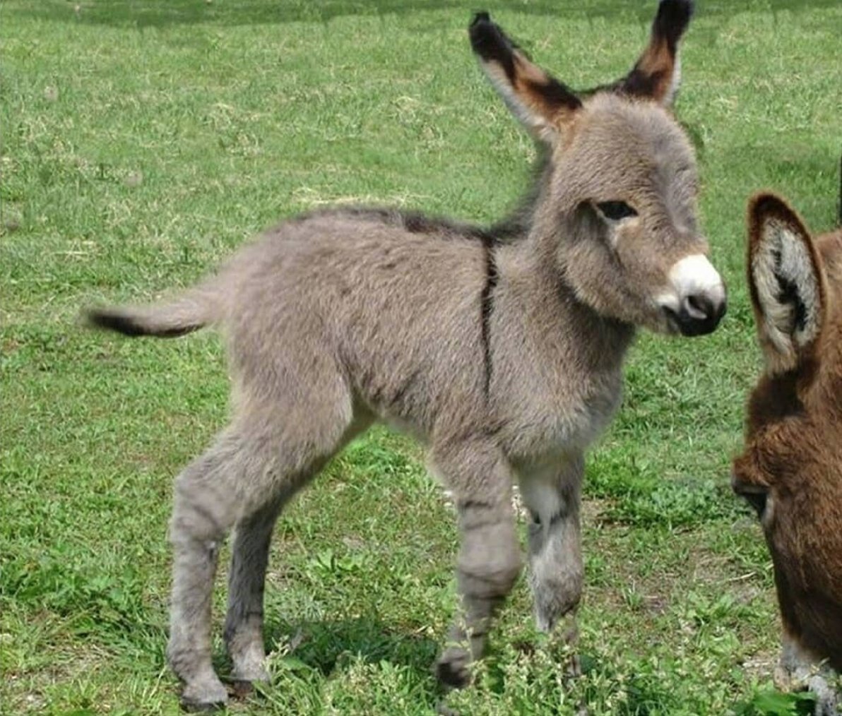 Карликовый ослик