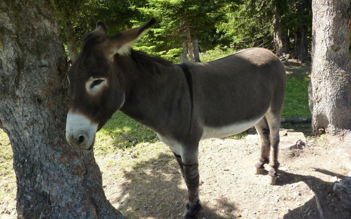 Ослиное дерево