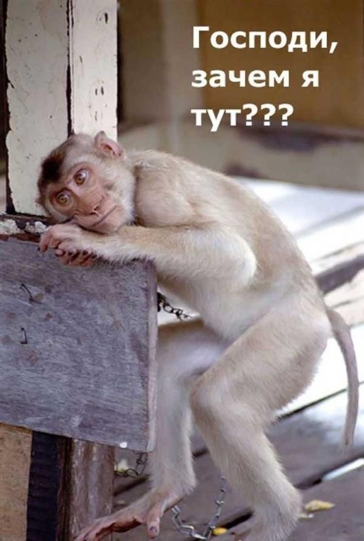 Хорошего дня обезьянка