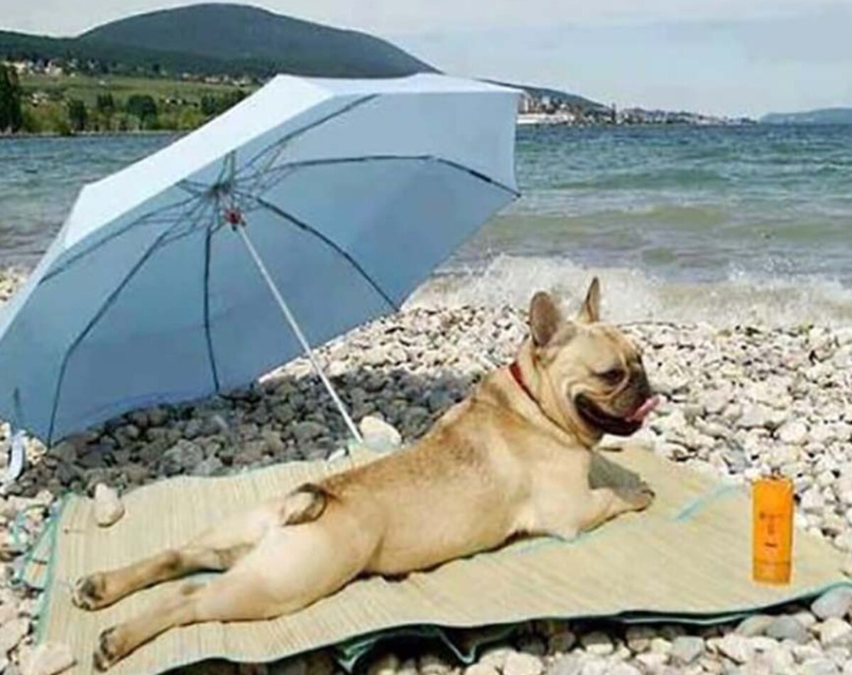 Собака на пляже