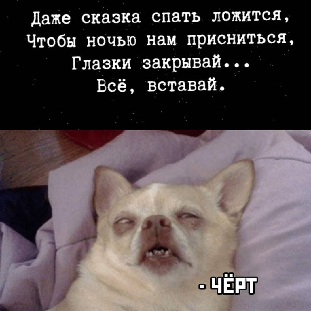 Спящие котики