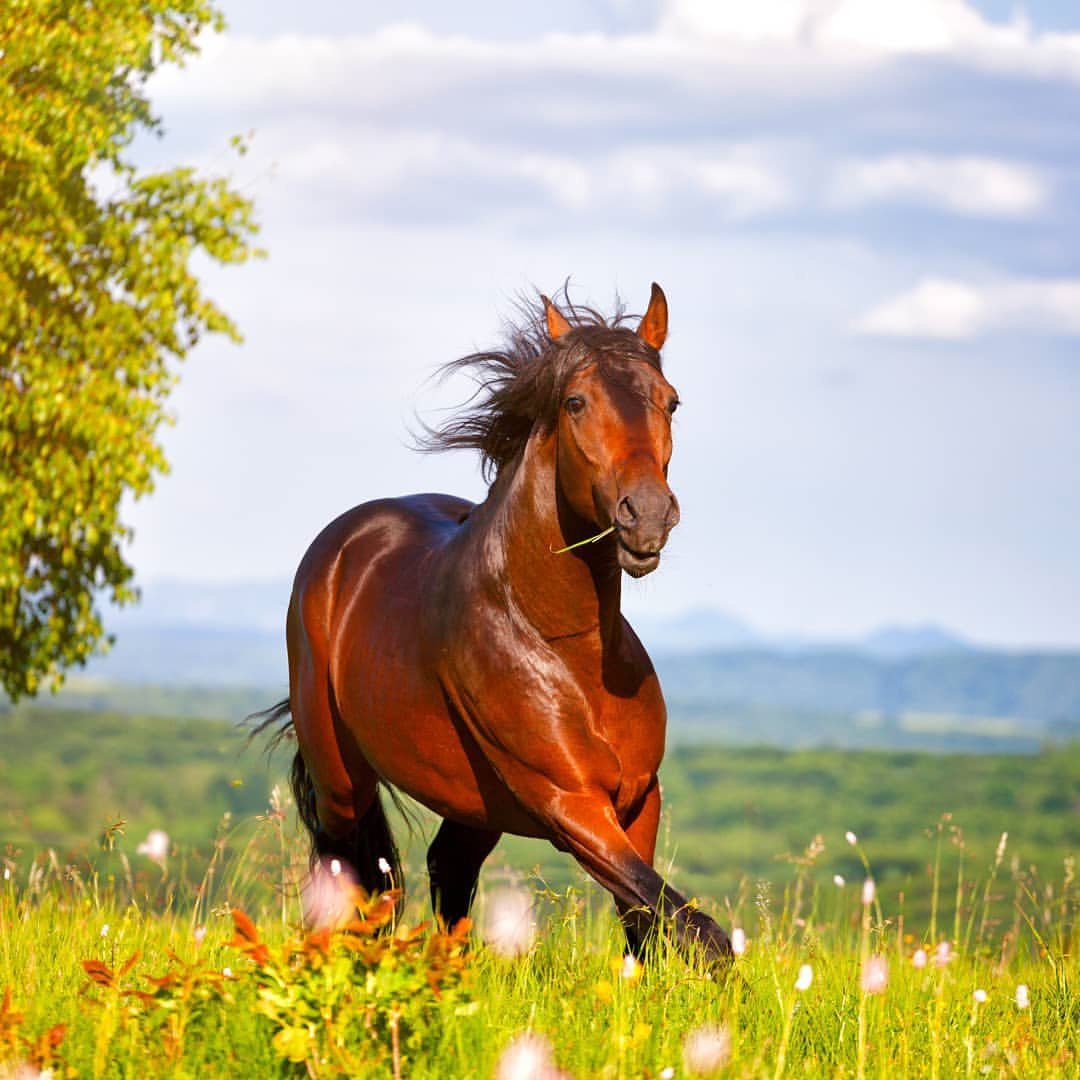 Лошади на лугу