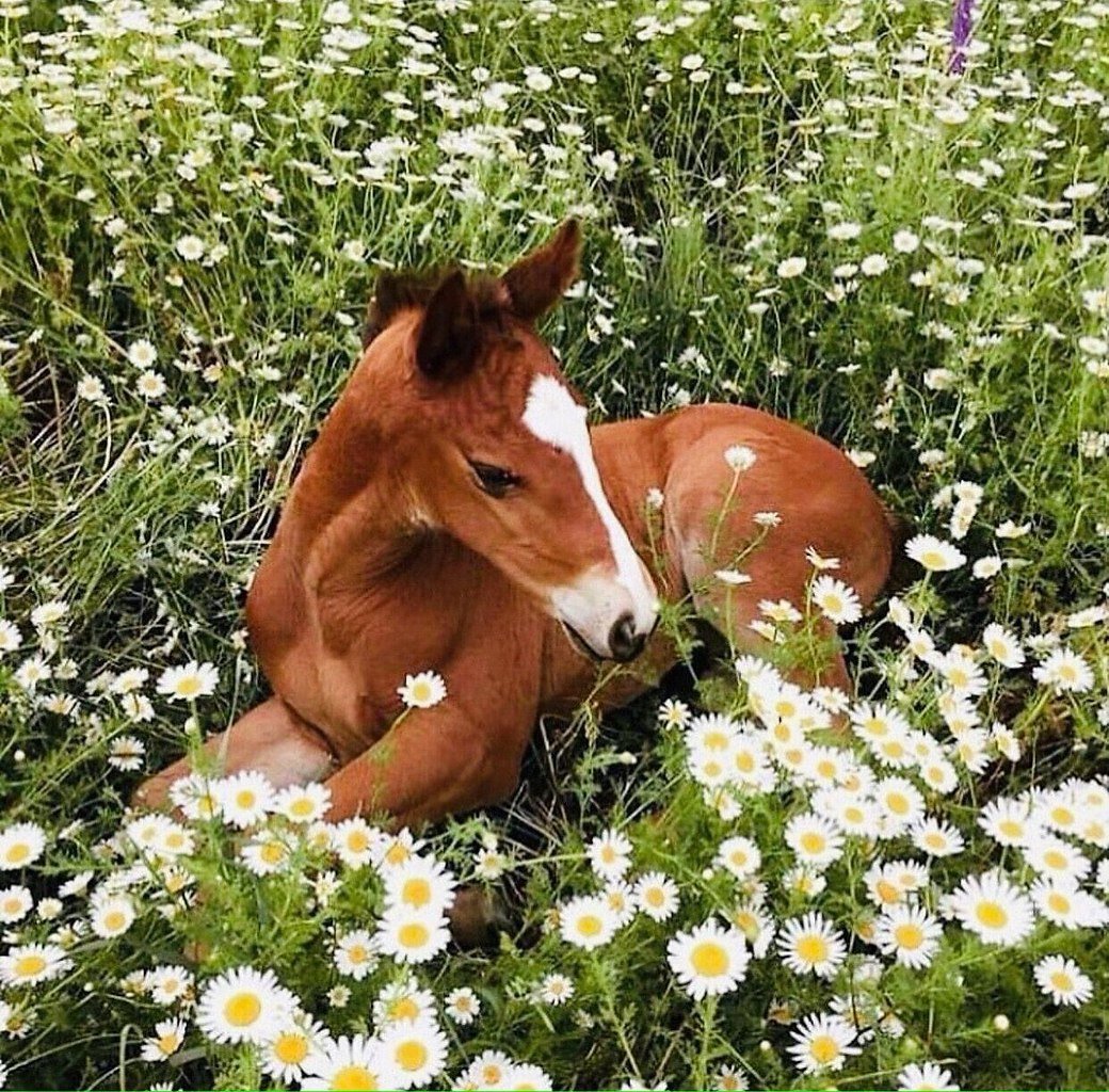 Лошадь в ромашковом поле