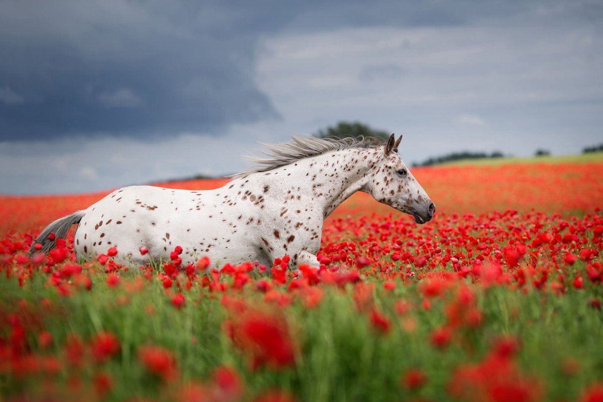 Конь в поле
