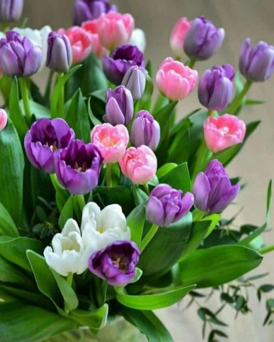 Розовые тюльпаны в вазе