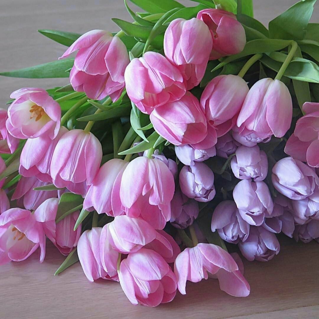 Утренние тюльпаны