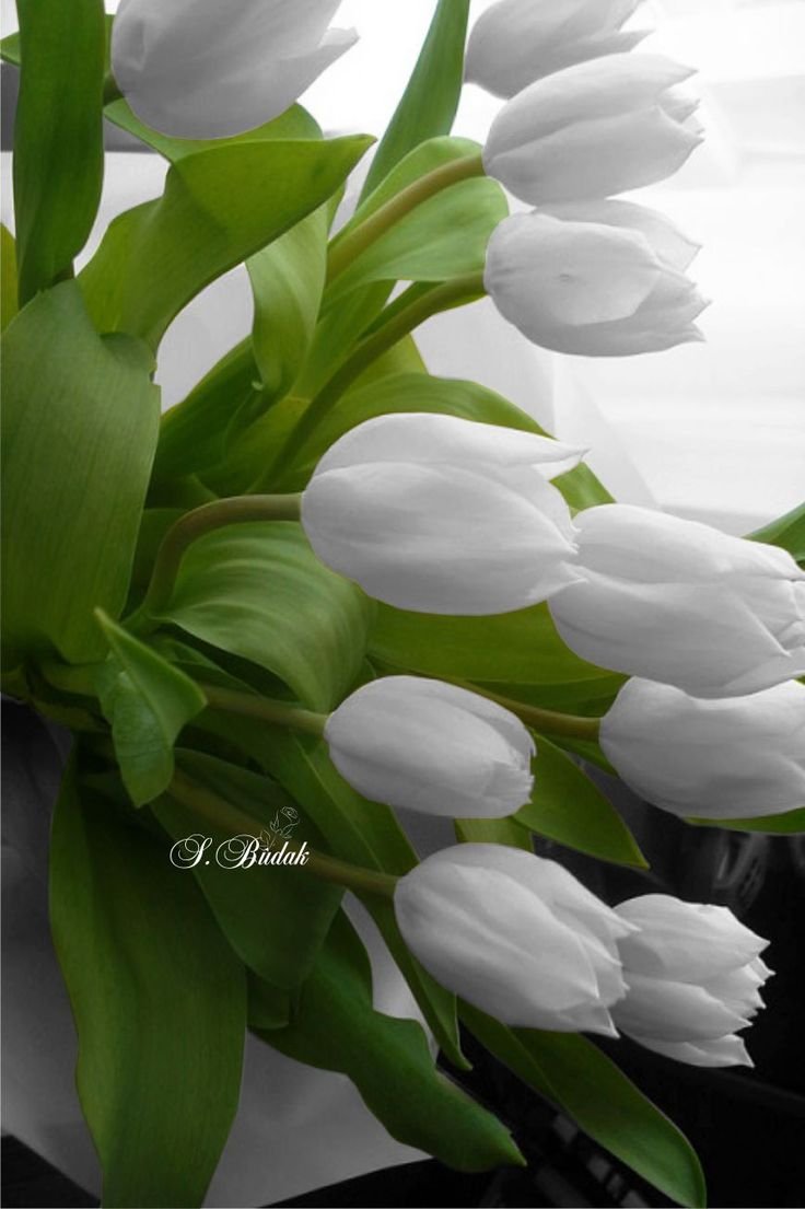 Шикарные тюльпаны с добрыми пожеланиями