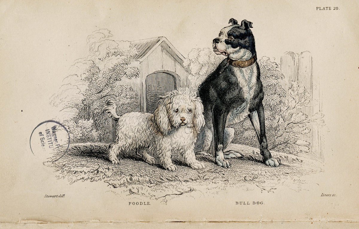 Куприн Барбос и Жулька