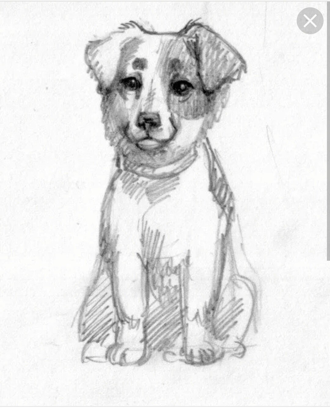 Лабрадор ретривер контур