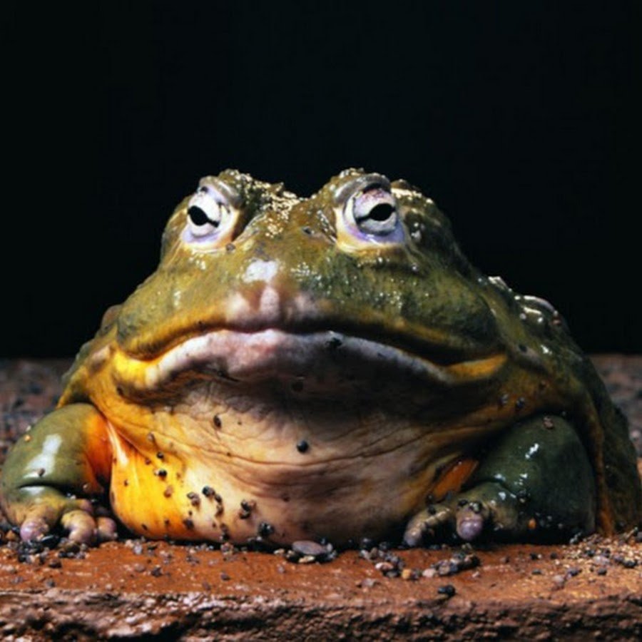 Лягушка Голиаф ест мышь