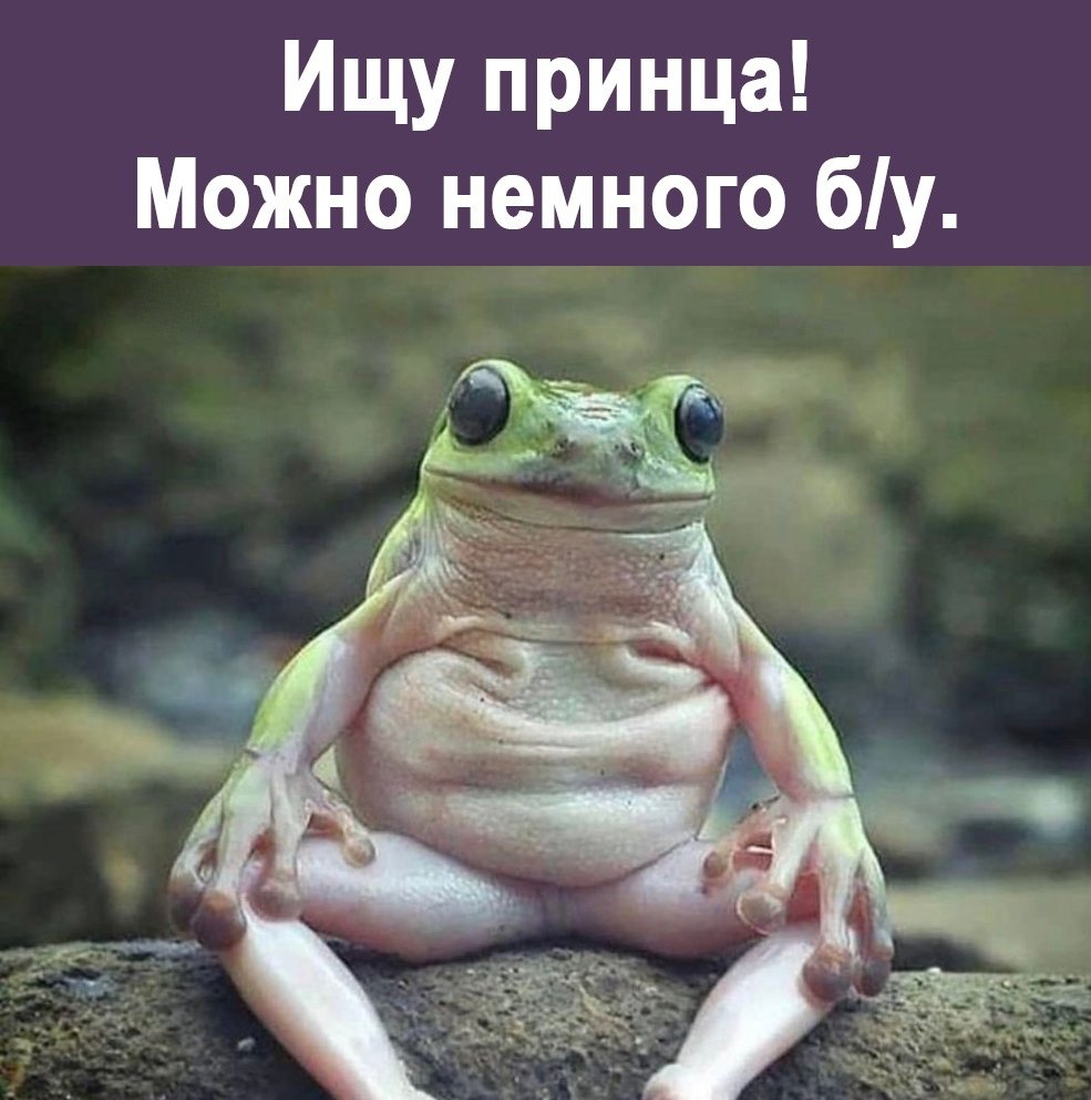 Мемы с лягушками из природы