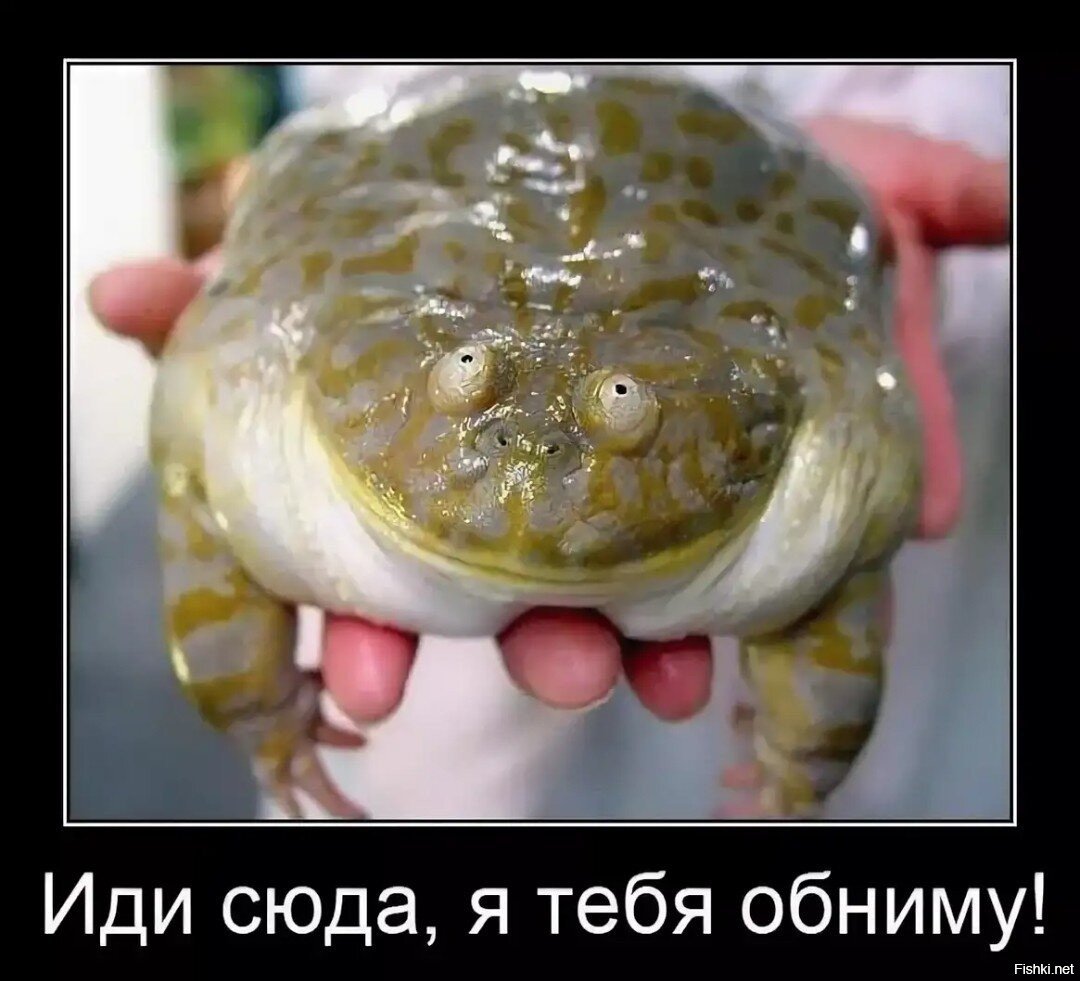 Шутки про лягушек