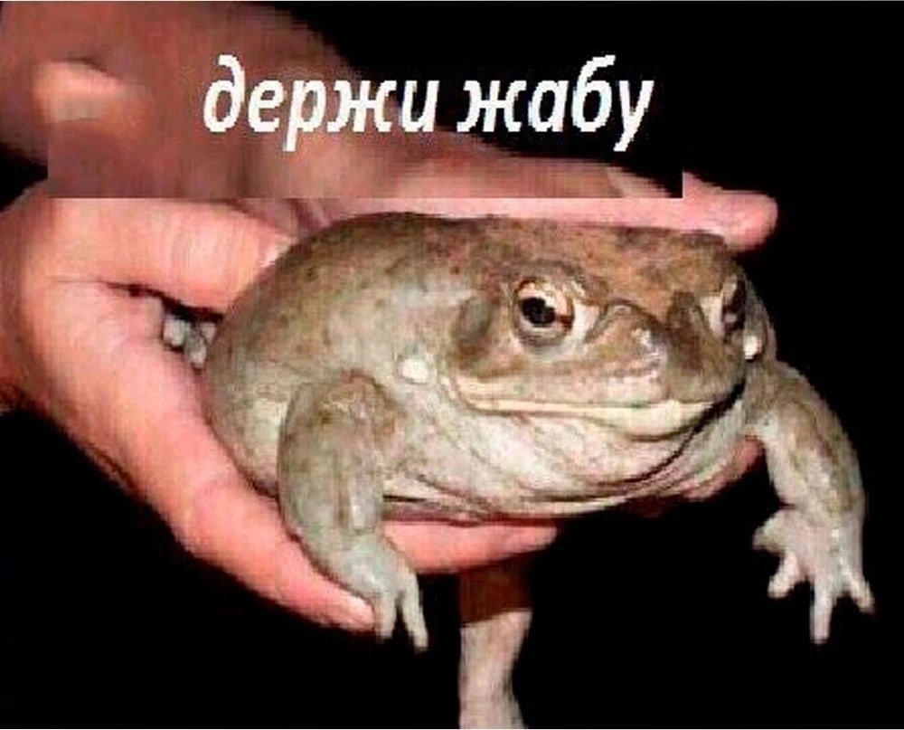 Спасибо за жабу