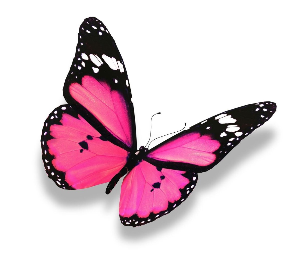 Розовые бабочки. Бабочки на белом фоне. Яркие бабочки на прозрачном фоне. Яркие бабочки на белом фоне. Белая розовая бабочка