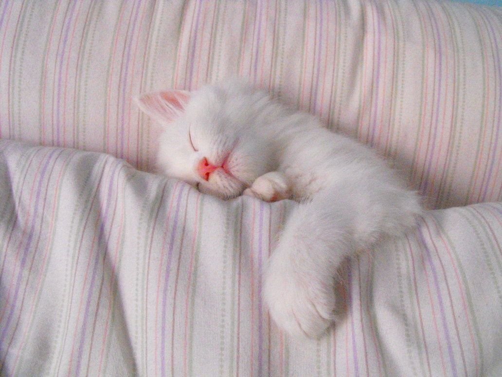 Белый котенок спит