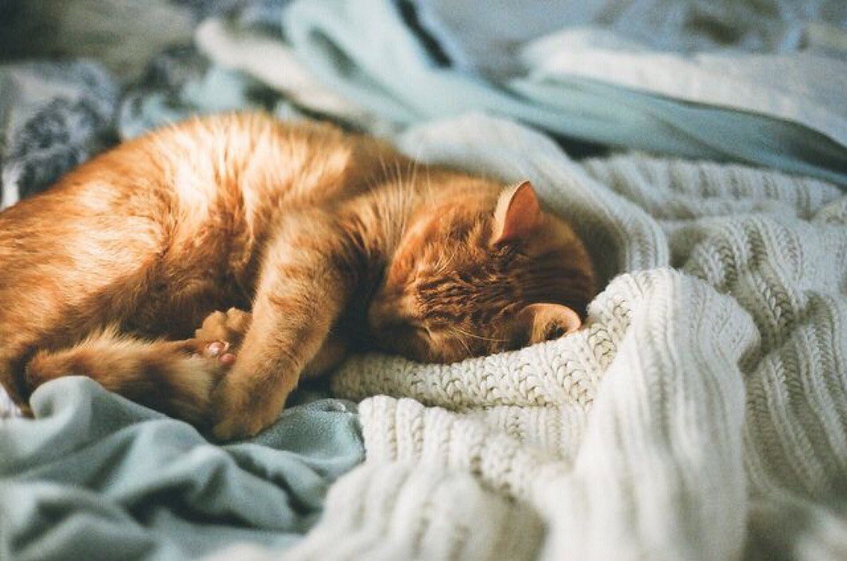 Рыжий котенок на кровати